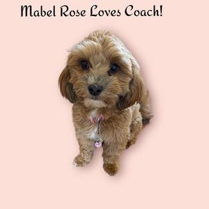 Mabel Rose My Business Partner is Showing off Her Latest Coach Purse Charm!💓💓